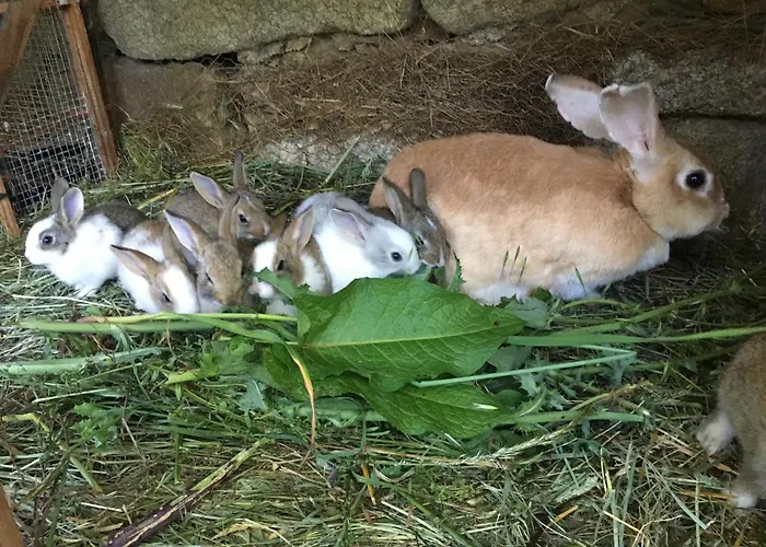 O Fogar Do Monte Konukevi 3*